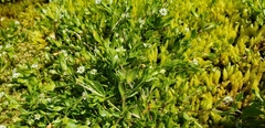 Stellaria calycantha
