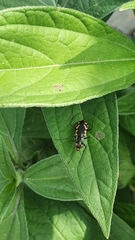 Cicindela hydrophoba