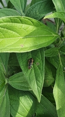 Cicindela hydrophoba