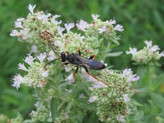 Sphex nudus