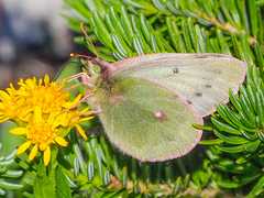 Colias nastes