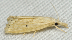 Diatraea lisetta