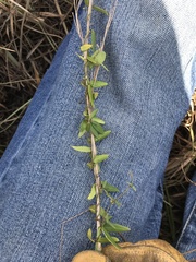 Metastelma barbigerum