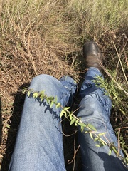 Metastelma barbigerum