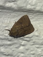 Pseudorthodes