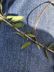 Metastelma barbigerum