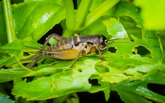 Teleogryllus emma