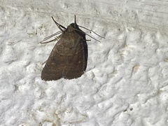 Pseudorthodes