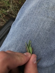 Urochloa ciliatissima