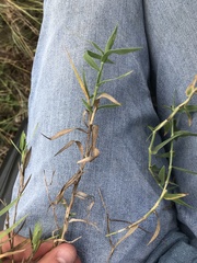 Urochloa ciliatissima
