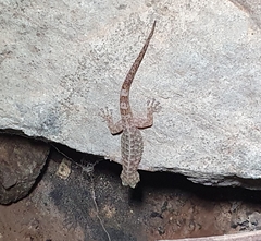 Phyllodactylus lanei