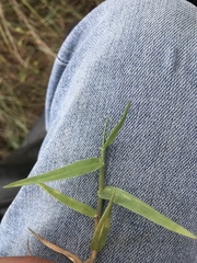 Urochloa ciliatissima