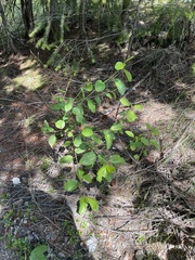 Ceanothus sanguineus