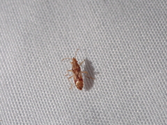 Belonochilus numenius