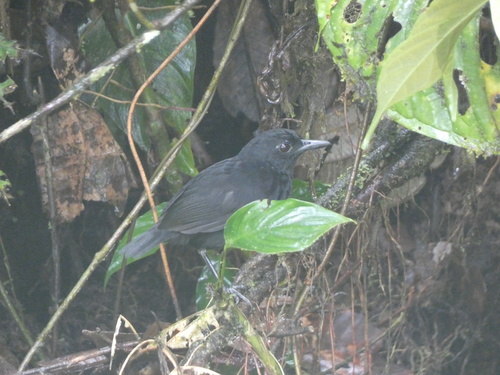 Stub-tailed Antbird (Sipia berlepschi), photo 1