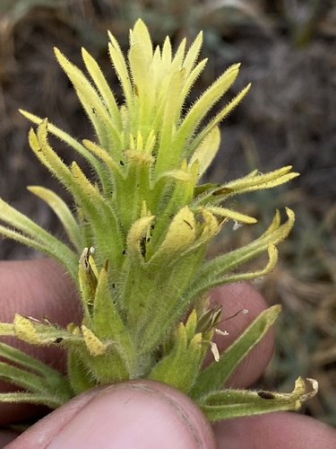 Castilleja viscidula, photograph 6