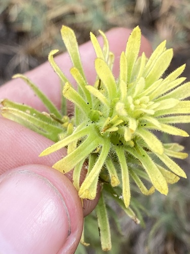 Castilleja viscidula, photograph 5