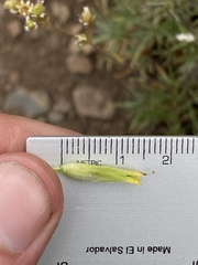 Castilleja viscidula