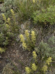 Castilleja viscidula
