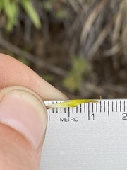 Castilleja viscidula