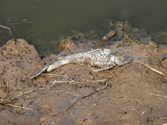 Hypostomus commersoni
