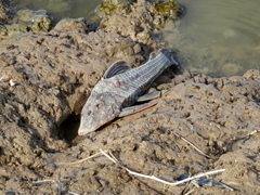 Hypostomus commersoni