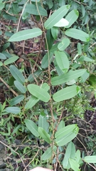 Cryptolepis sinensis