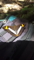 Adelpha malea fundania