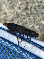 Platydracus mysticus