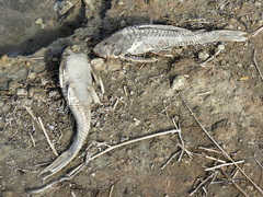 Hypostomus commersoni