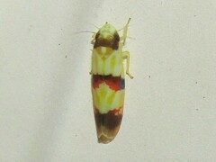 Erythroneura integra
