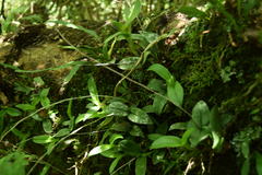 Epidendrum longipetalum