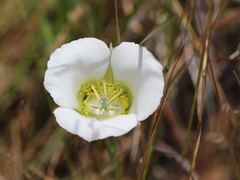 Calochortus gunnisonii