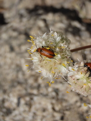 Nemognatha scutellaris