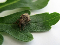 Pseudocneorhinus bifasciatus