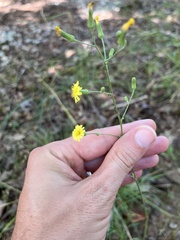 Hieracium paniculatum
