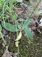 Hieracium paniculatum