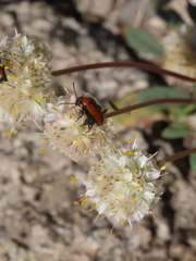 Nemognatha scutellaris