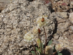 Nemognatha scutellaris