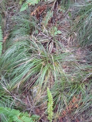 Xerophyllum tenax