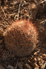 Escobaria tuberculosa varicolor