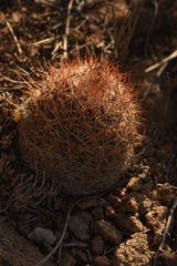 Escobaria tuberculosa varicolor