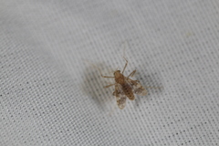 Psectrotanypus dyari