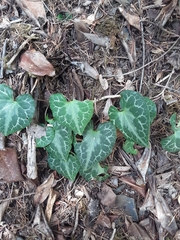 Asarum marmoratum