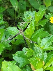 Argiope aemula