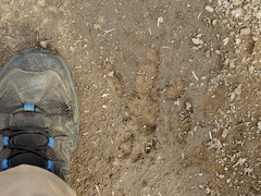 Hydrochoerus hydrochaeris