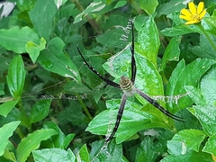 Argiope aemula