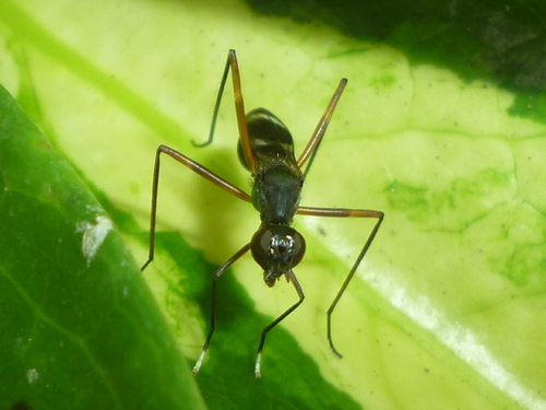 Micropezidae image