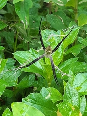 Argiope aemula