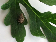 Pseudocneorhinus bifasciatus